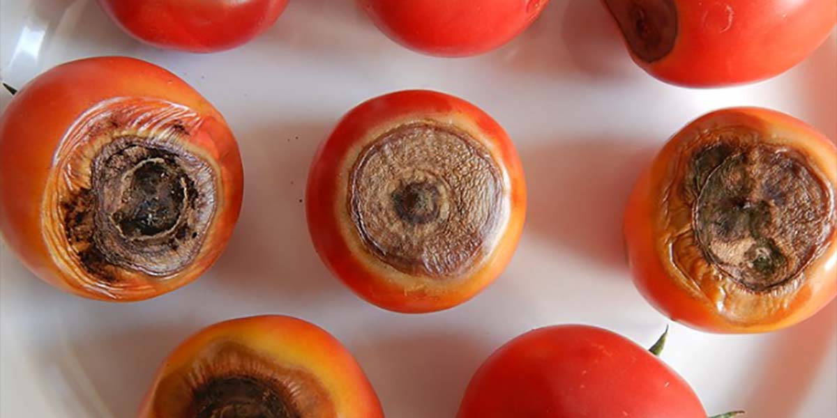 L’ Alternaria fa la “festa” al pomodoro